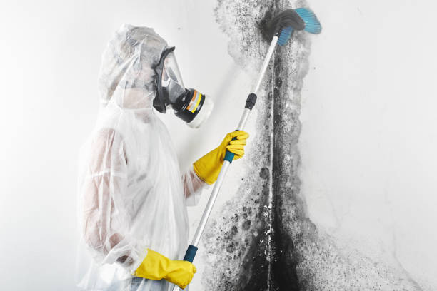 Best Comprehensive Air Testing for Mold Contaminants  in Kirby, TX