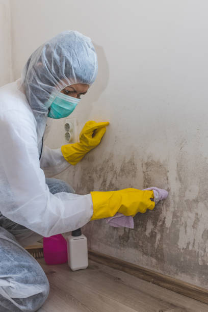Biohazard Mold Removal in Kirby, TX