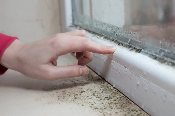 Best Mold Documentation for Insurance Claims  in Kirby, TX