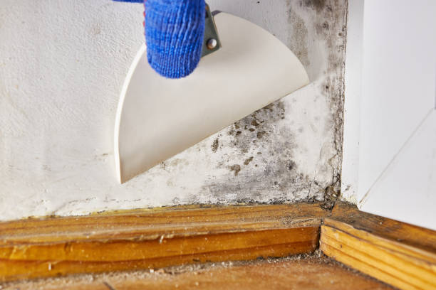 Best Water Damage & Mold Remediation  in Kirby, TX