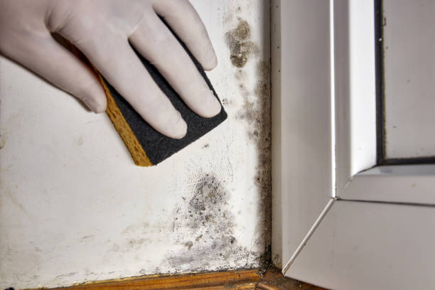 Best Post-Construction Mold Inspection  in Kirby, TX