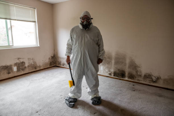 Best Mold Remediation for Healthcare Facilities  in Kirby, TX